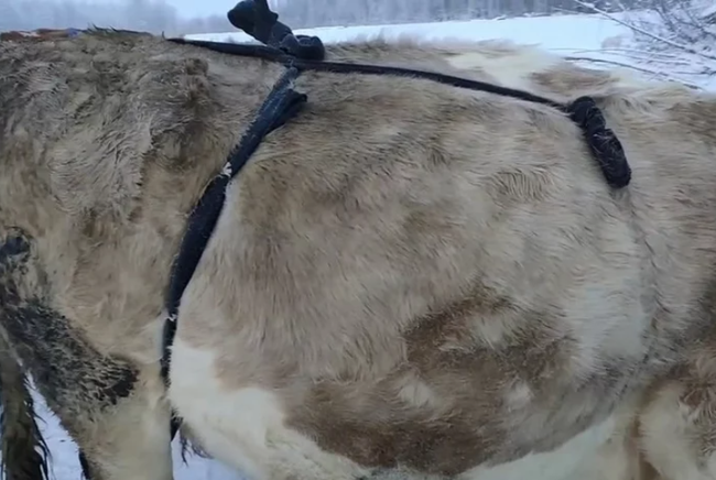 Bác nông dân Nga tự chế bikini để đàn bò chống chọi cái lạnh -50 độ C - Ảnh 4.