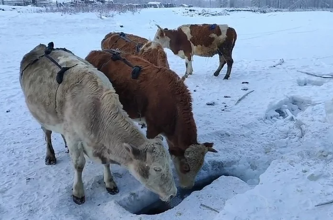 Bác nông dân Nga tự chế bikini để đàn bò chống chọi cái lạnh -50 độ C - Ảnh 6.