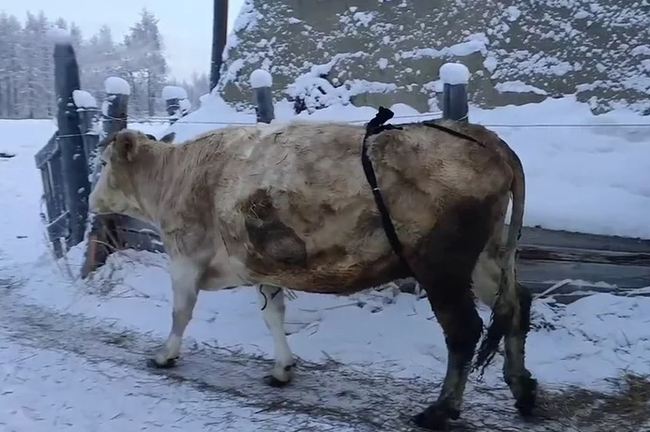 Bác nông dân Nga tự chế bikini để đàn bò chống chọi cái lạnh -50 độ C - Ảnh 5.